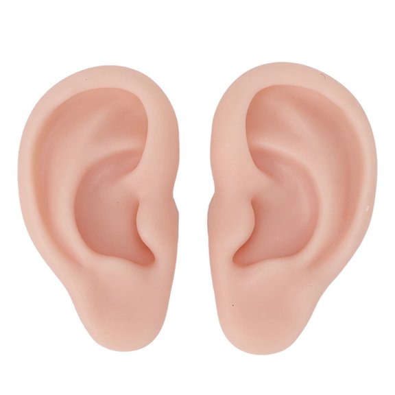 Silicone Ear Prosthetics For Anatomy Study Cosmetology Practice And Realistic Visual Art Projects