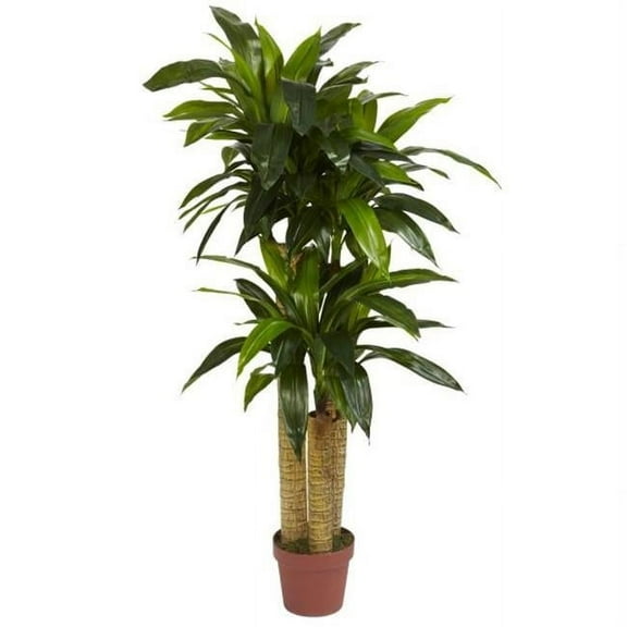 Silk  4 ft. Corn Stalk Dracaena Silk Plant - Real Touch -