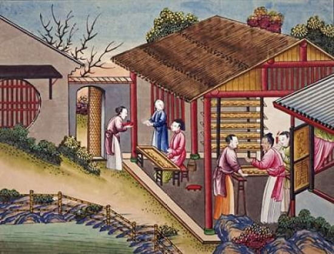 Silk Cocoons Canvas Art - Chinese School (22 x 28)