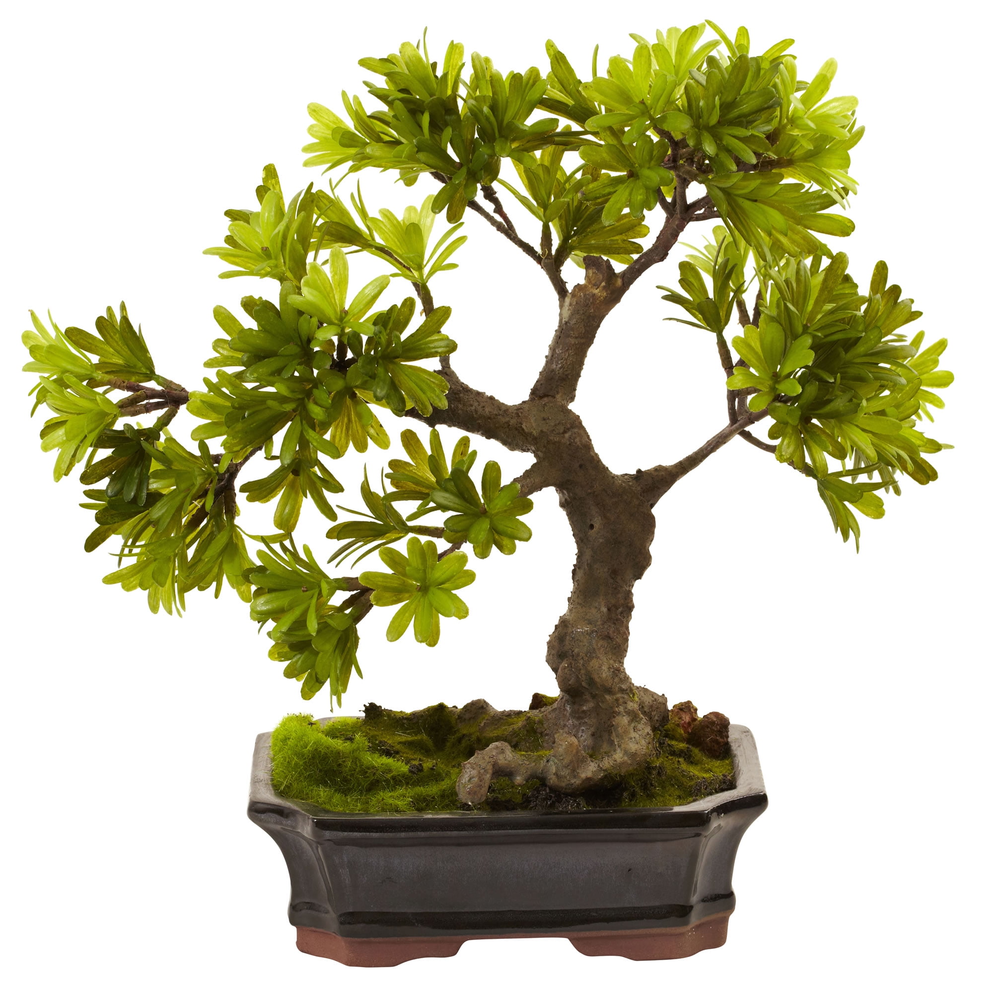 Elegant Green Podocarpus Bonsai in Glazed Planter, 14"