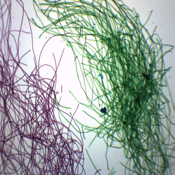 Silk Textile Fibers - Wholemount - Prepared Microscope Slide - 75 x 25mm - Biology & Microscopy - Eisco Labs