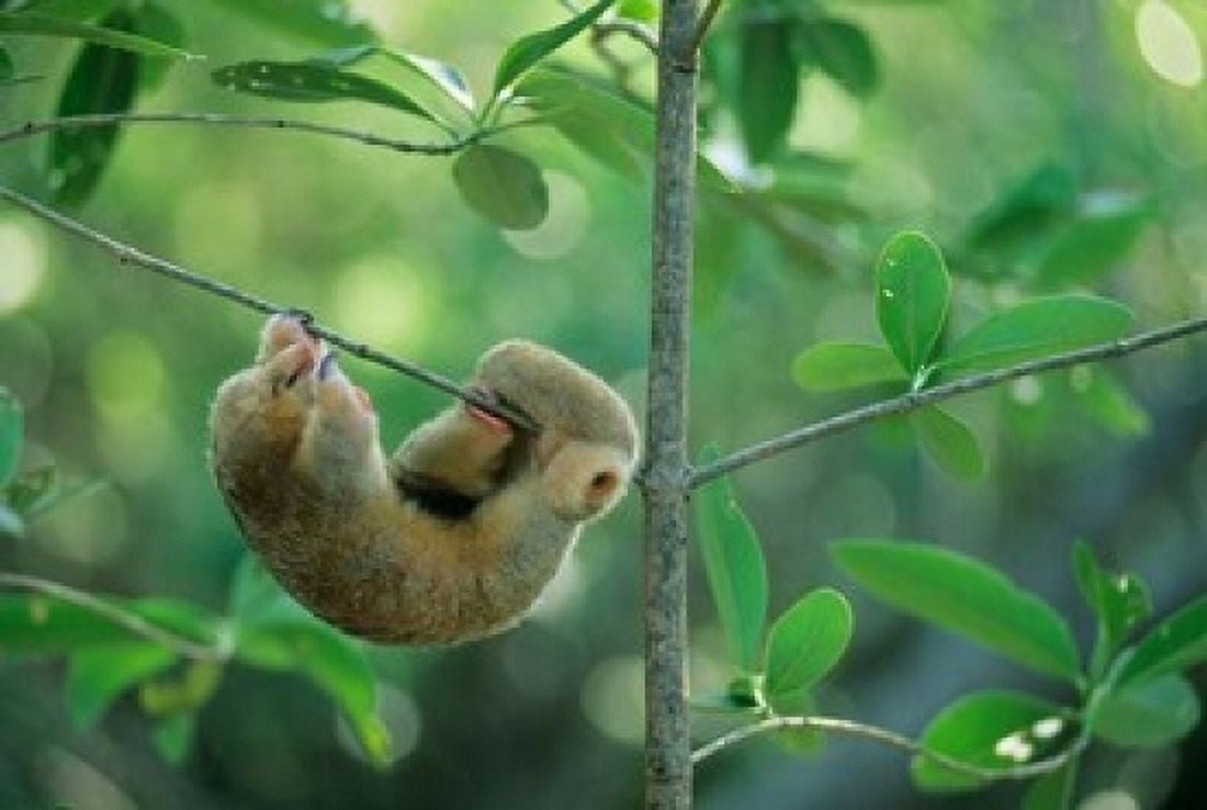 Silky Anteater wildlife West Indies Trinidad Canvas Art - Kevin Schafer DanitaDelimont (36 x 24)
