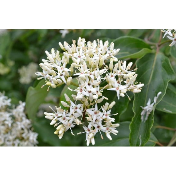 Silky Dogwood Tree Seedlings for Planting - No Ship to California (3 Seedlings)