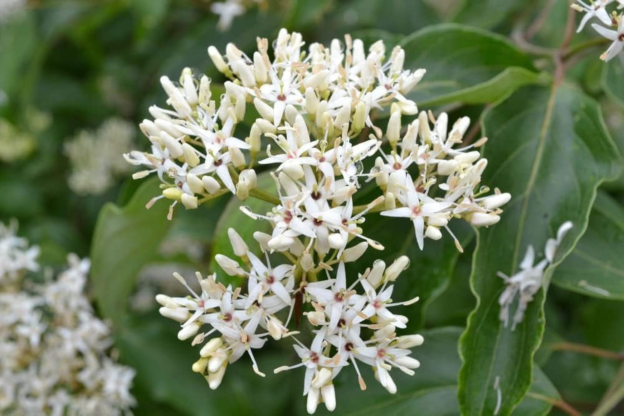 Silky Dogwood Tree Seedlings for Planting No Ship to California (5