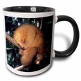 thumbnail image 1 of 3drose, Silky Pygmy Anteater Wildlife, Mangrove, Trinidad -ca43 Ksc0002 - Kevin Schafer, 11oz Two-tone Black Mug, 1 of 6