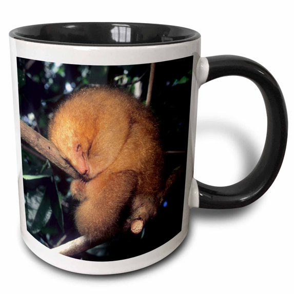 3drose, Silky Pygmy Anteater Wildlife, Mangrove, Trinidad -ca43 Ksc0002 - Kevin Schafer, 11oz Two-tone Black Mug