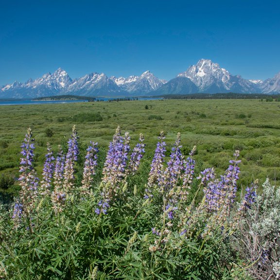 Silky lupine-Lunch Tree Hill-Grand Teton National Park-Wyoming-Usa. Poster Print - Roddy Scheer (24 x 24)