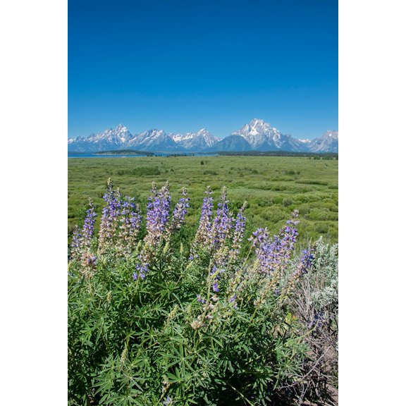 Silky lupine-Lunch Tree Hill-Grand Teton National Park-Wyoming-Usa. Poster Print - Roddy Scheer (24 x 36)