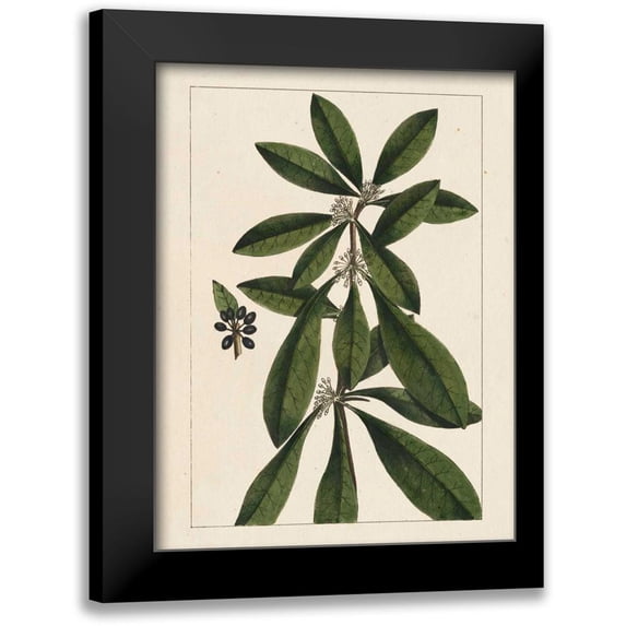 Silva, John 15x18 Black Modern Framed Museum Art Print Titled - Silva Leaves II