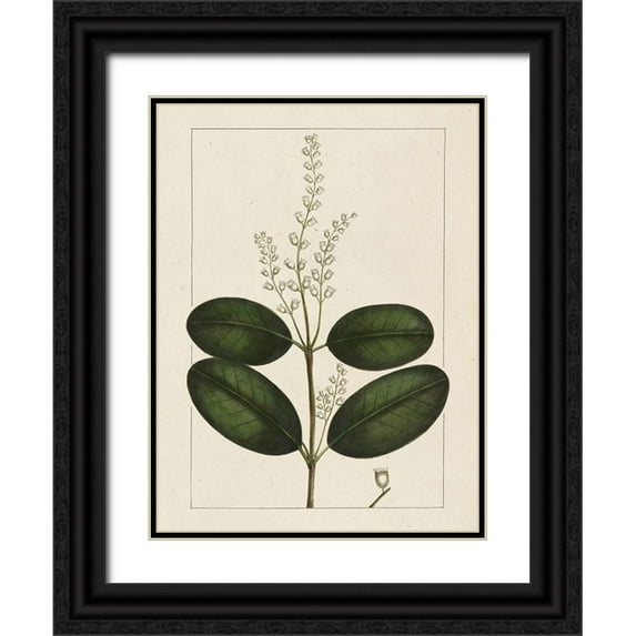 Silva, John 15x18 Black Ornate Wood Framed with Double Matting Museum Art Print Titled - Custom Silva Leaves VI (ASH)