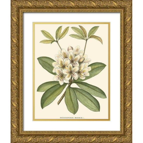 Silva, John 15x18 Gold Ornate Wood Framed with Double Matting Museum Art Print Titled - Rhododendron