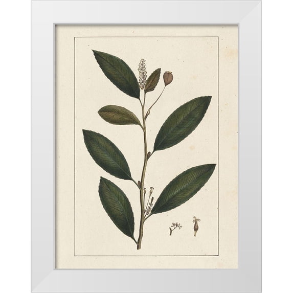 Silva, John 25x32 White Modern Wood Framed Museum Art Print Titled - Custom Silva Leaves V (ASH)