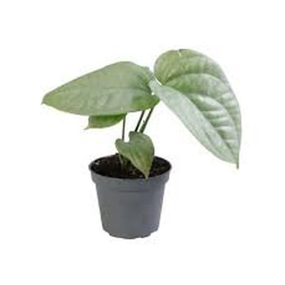Silver Amydrium - Live Starter Plants - Amydrium Medium - Beautiful Bold Textured Climbing Houseplant