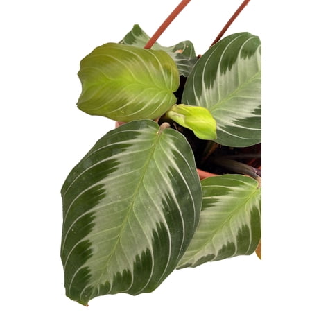 Silver Band Prayer Plant - Maranta - 4" Mini Hanging Basket