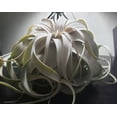 thumbnail image 1 of Silver Beauty Airplant -Tillandsia xerographica- 8" Diameter, 1 of 4