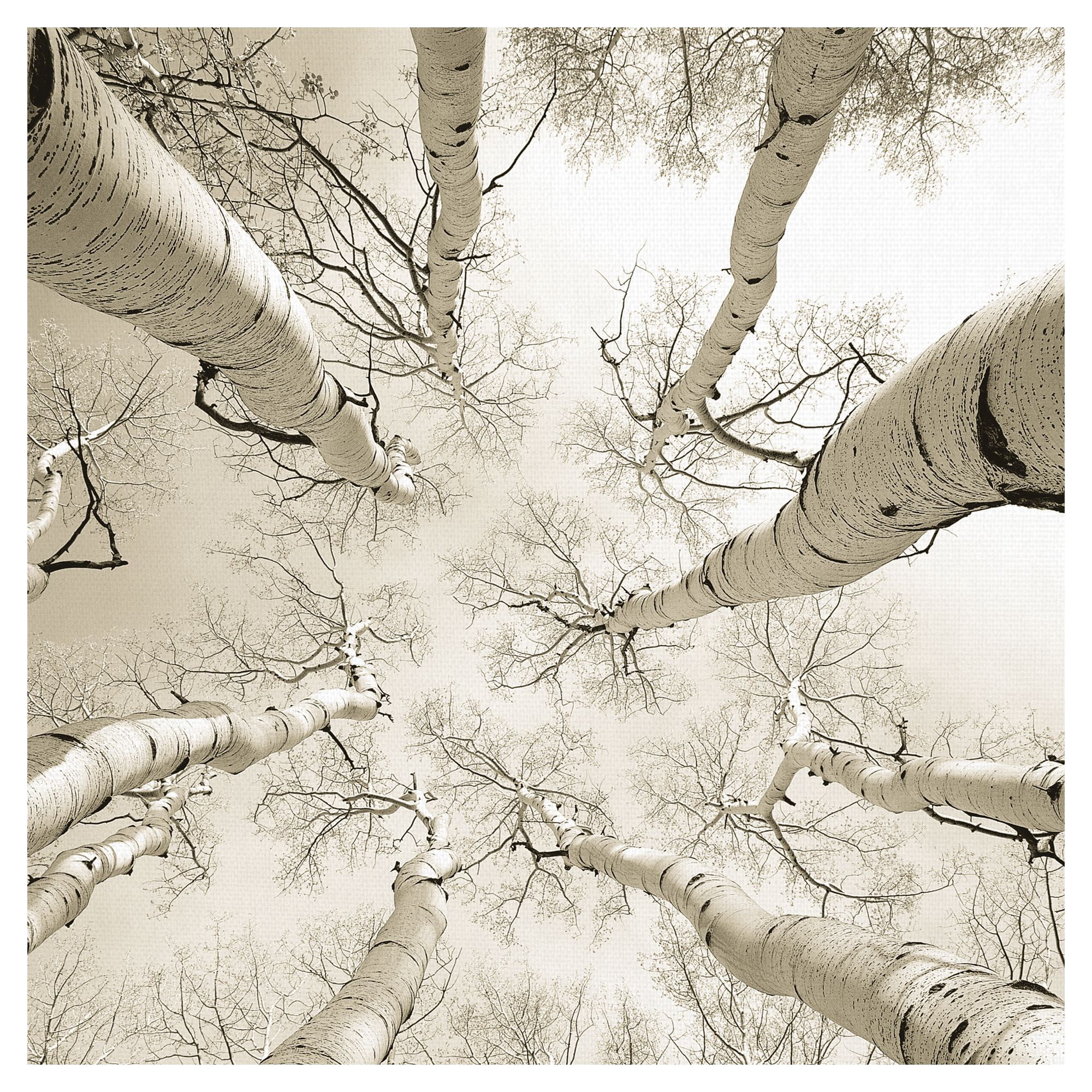 Silver Birch by Adam Brock Birch Trees Photo Canvas Art