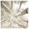 thumbnail image 1 of Silver Birch by Adam Brock Birch Trees Photo Canvas Art, 1 of 2