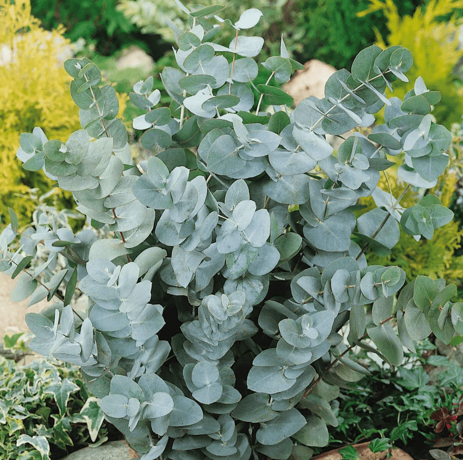 Silver Dollar Eucalyptus Live Plant, 5–7 Inch Tall Starter, Fragrant Eucalyptus Tree for Indoor or Outdoor Planting