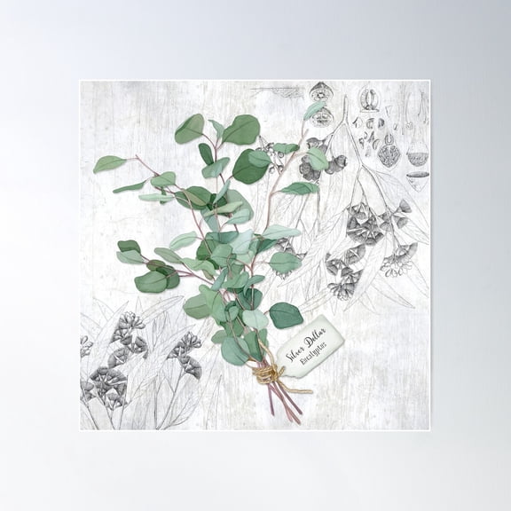 Silver Dollar Eucalyptus Poster Wall Art, Modern Wall Decor For Living Room Bedroom, 24x24 UNFRAMED