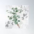 thumbnail image 1 of Silver Dollar Eucalyptus Poster Wall Art, Modern Wall Decor For Living Room Bedroom, 30x30 UNFRAMED, 1 of 3
