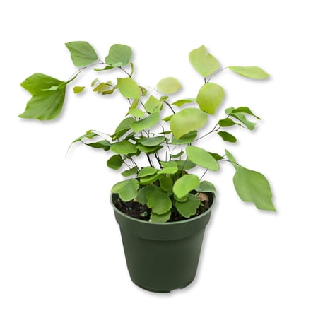 Silver Dollar Fern - 1 Live Starter Plant - Adiantum Peruvianum - Rare and Exotic Beautiful Clean Air Indoor Houseplant Ferns