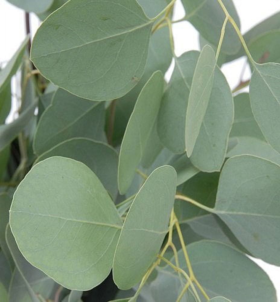 Silver Dollar Tree Eucalyptus - Eucalyptus Cinera - 25 Seeds
