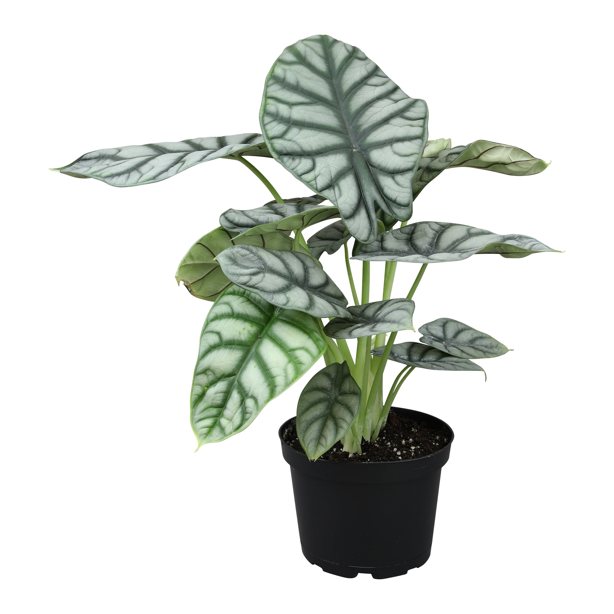 Silver Dragon Alocasia in Black Plastic Planter