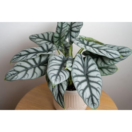 RedCrocus Silver Dragon Elephant Ear Alocasia Plant- Tropical Foliage for Gardens & Containers 6" Pot
