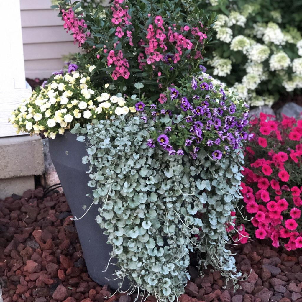 Silver Falls Dichondra-Unique Trailing Plant-Ideal for Containers 8" Hanging  Basket - Walmart.com