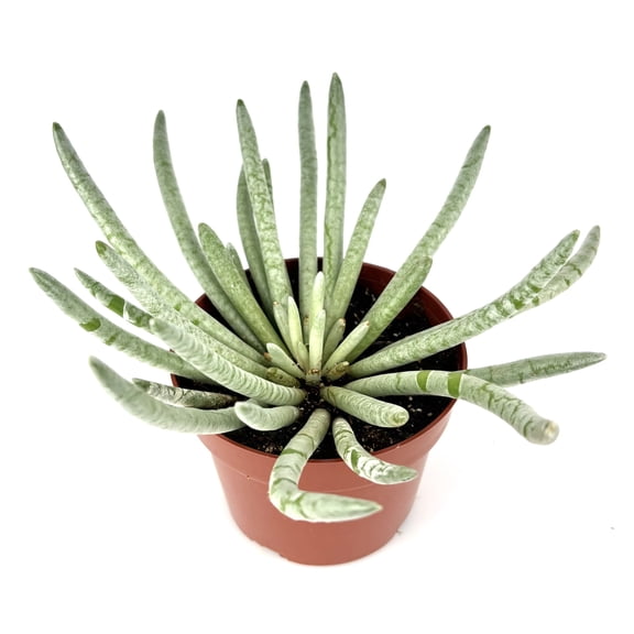 Silver Green Silver Coral Senecio Scaposus Live Plants, 4 in Pot, Easy to Grow, Great for Succulent Gardens