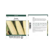 Silver King Hybrid Corn Garden Seeds - 20 Gram Packet - Non-GMO Vegetable Gardening Seeds - White Sweet Corn SE
