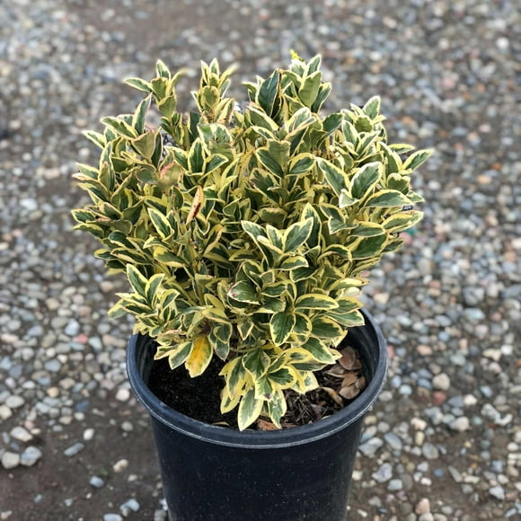 Silver King' Japanese Euonymus 1 Gallon
