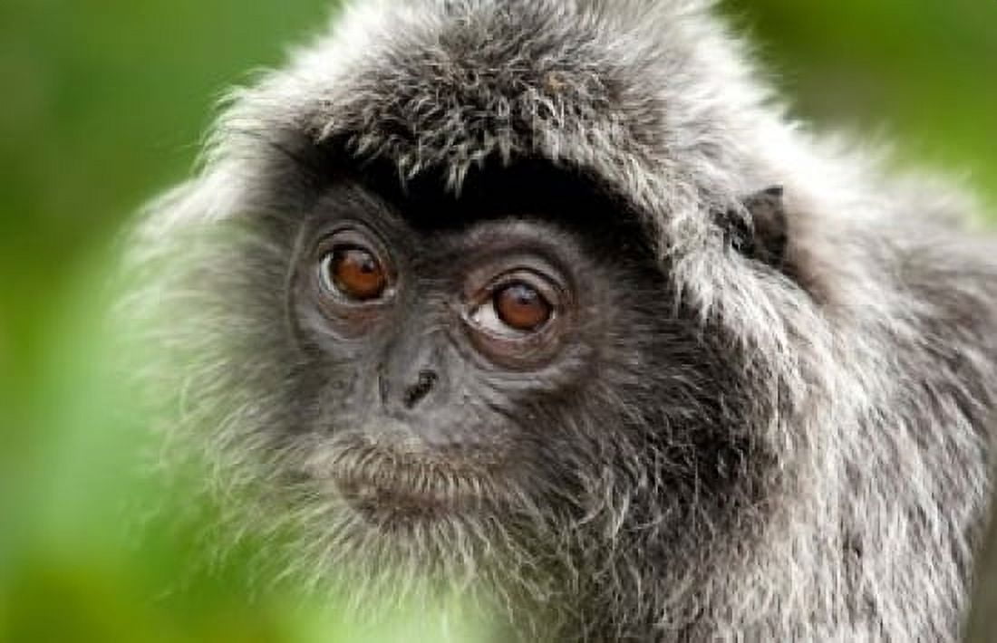 Silver Leaf Monkey Borneo Malaysia Canvas Art - Jay Sturdevant DanitaDelimont (36 x 24)