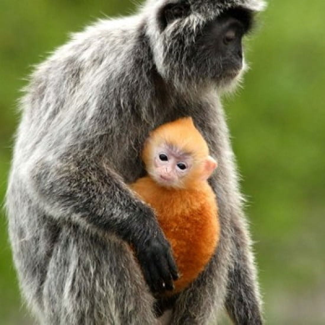 Silver Leaf Monkey and offspring Borneo Malaysia Canvas Art - Jay Sturdevant DanitaDelimont (24 x 24)
