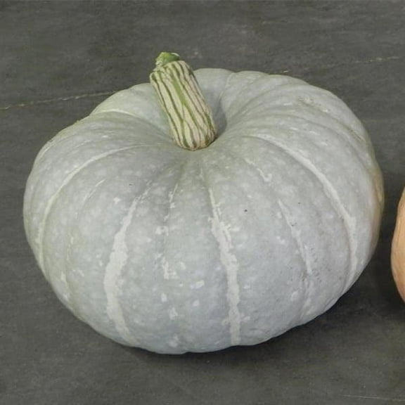 Silver Moon Pumpkin Seeds | 10 Seeds per Packet | Grow Silver Stacker Pumpkins