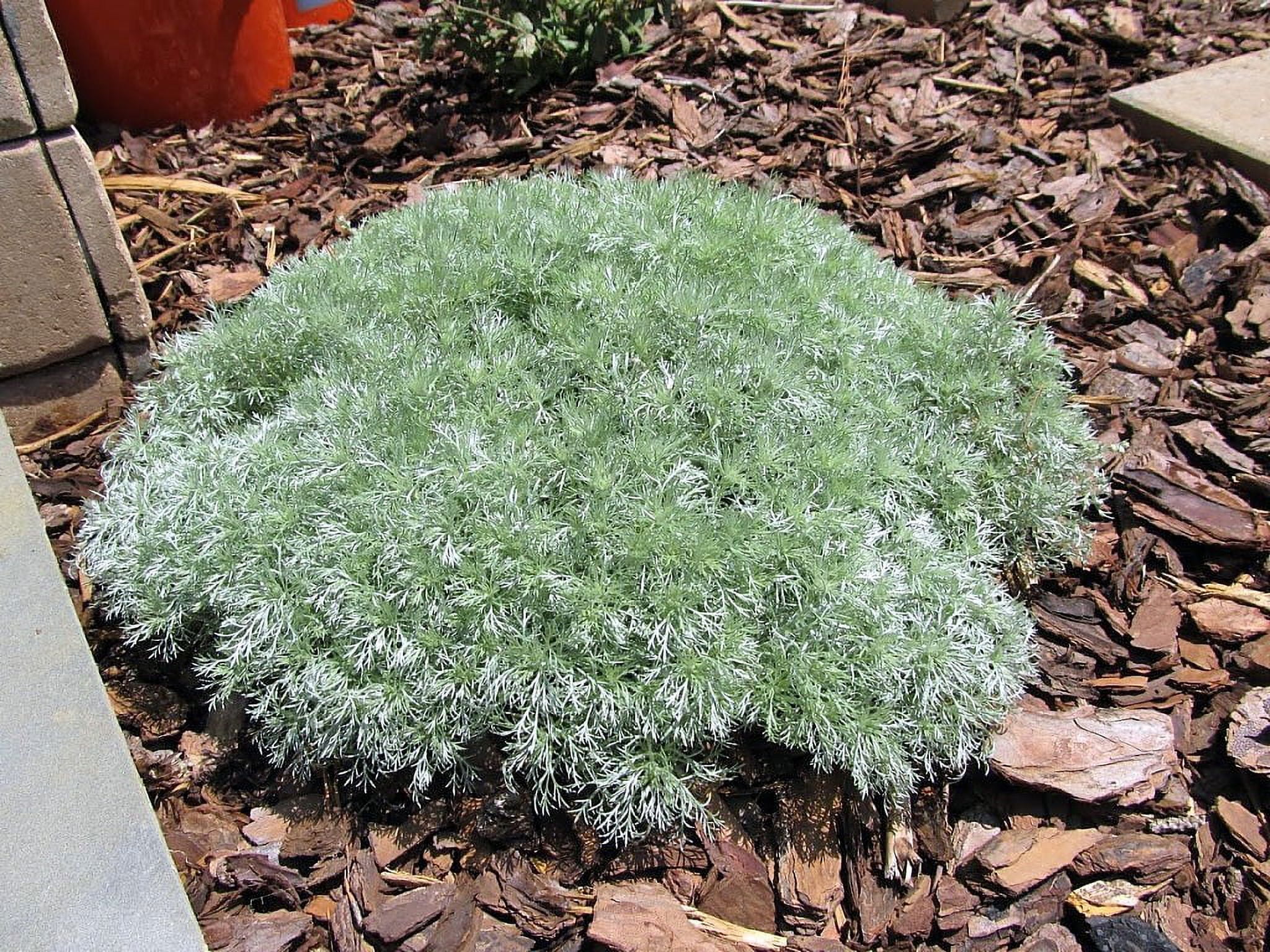 Artemisia Silver Mound - Full Sun Perennial Plant, Live, Easy Care