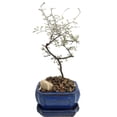 thumbnail image 1 of Silver Needle Ghost Bonsai Tree - Corokia - Ceramic Bonsai Pot/Saucer - Indoors, 1 of 3