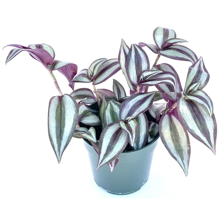 Silver Plus Tradescantia Zebrina Live Plants in 4” pot, 1 Count, Fast Growing