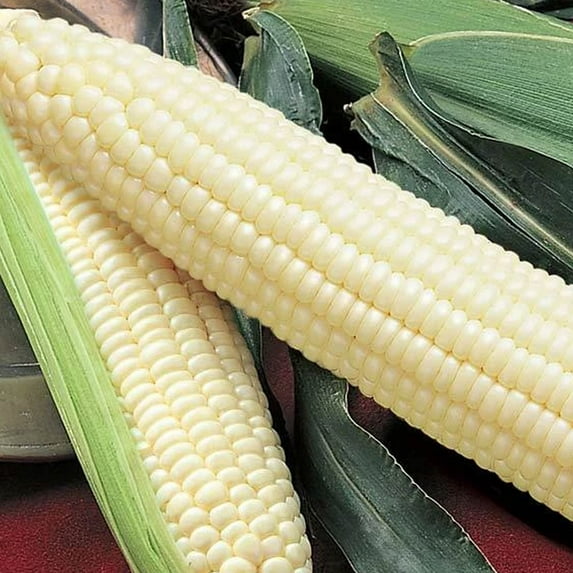 Silver Queen Hybrid Sweet Corn - 1 LB ~2,031 Seeds - Non-GMO, Hybrid, Vegetable Gardening Seeds