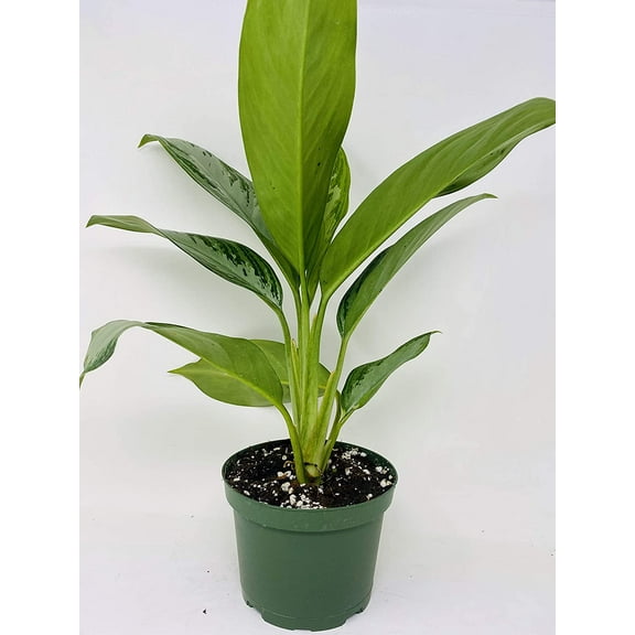 Silver Queen - Plant - Aglaonema - Low Light - 6" Pot-unique From Jmbamboo