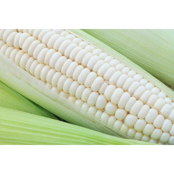 Sherwood's Seeds Silver Queen Sweet Corn Plant Seeds Packet, Premium Sweet Corn Variety