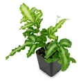 thumbnail image 1 of Silver Ribbon Fern - 3 Live Plants in 4 Inch Grower's Pots - Pteris Cretica - Exotic Textured Foliage for Your Home Office Or Garden Space, 1 of 8