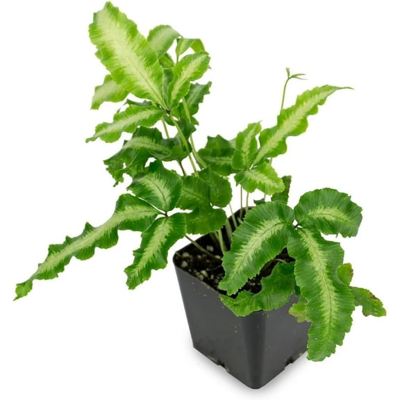 Silver Ribbon Fern - Live Plant in a 6 Inch Grower's Pot - Pteris Cretica - Exotic Textured Foliage for Your Home Office Or Garden Space