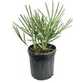 thumbnail image 1 of Silver Saw Palmetto - 5 Live Starter Plants - Serenoa Repens Silver - Native Ornamental Palms from Florida, 1 of 5