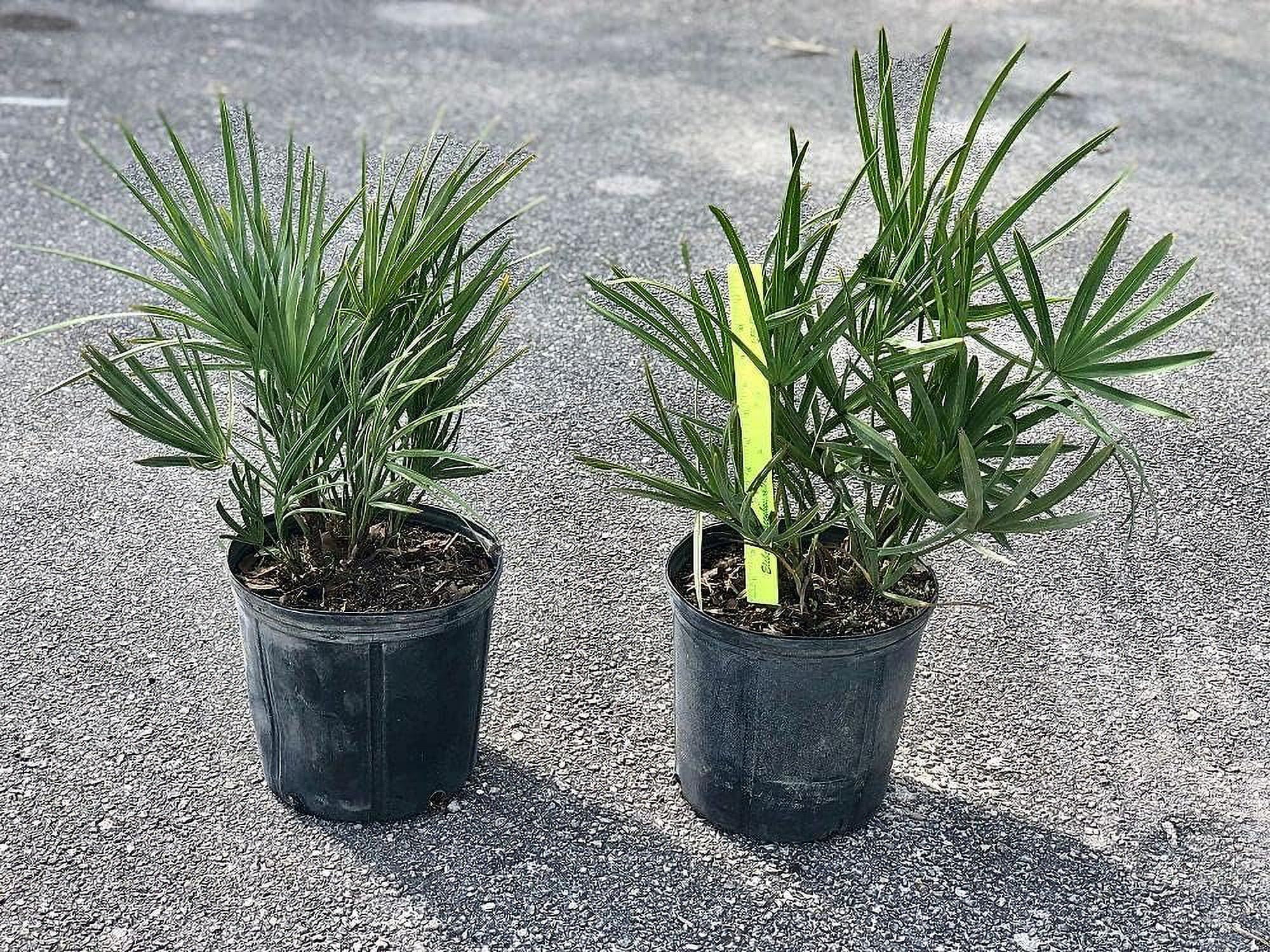 Silver Saw Palmetto Live Plant in a 3 Gallon Growers Pot Serenoa