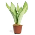 thumbnail image 1 of Silver Snake Plant - 5 Live Plants in 4 Inch Growers Pots - Sansevieria Trifasciata 'Moonshine' - Beautiful and Elegant Easy Care Indoor Houseplants, 1 of 7