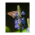 thumbnail image 1 of Silver Spotted Skipper Butterfly - York Pennsylvania Photography Butterfly Flowers Insect Nature Floral Garden Wildlife Unframed Wall Art Print 24 x 32 inches, 1 of 81