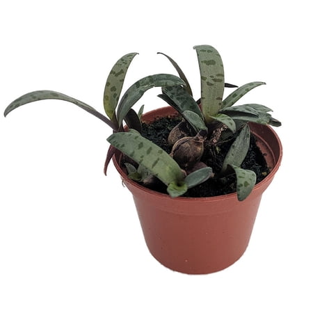 Silver Squill/Leopard Plant - Ledebouria socialis - 2.5" Pot - Easy Houseplant