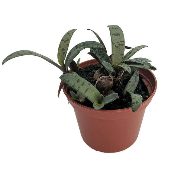 Silver Squill/Leopard Plant - Ledebouria socialis - 2.5" Pot - Easy Houseplant