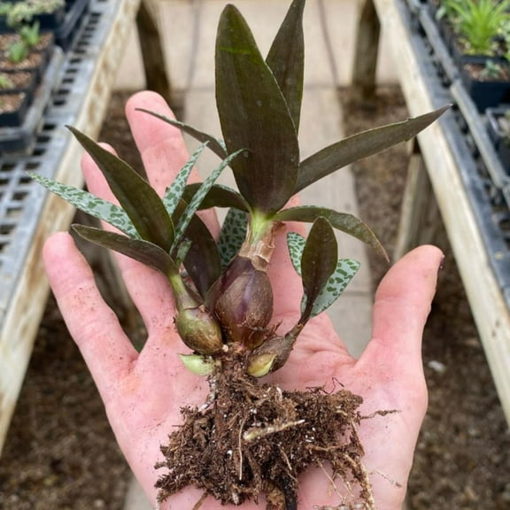 Silver Squill Plant, 2 Inches Bundle of 2, Silver Squill Plant for Planting